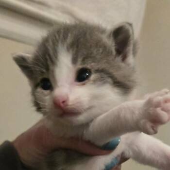 Jack -  Domestic Short Hair Cat for Adoption in Lyle, Minnesota - Jack | PetCurious