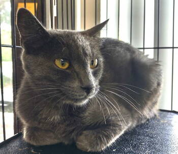 Rescue Russian Blue and Domestic Short Hair Cats for Adoption in Albemarle, North Carolina - Gemma | PetCurious