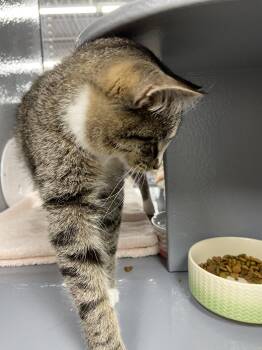 Tabby Cats Available for Adoption in Greenville, Delaware - Sammy (FCID# 03/23/2026 - 20 West Chester PS) | PetCurious
