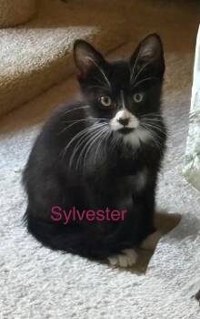 Rescue Domestic Short Hair Cats for Adoption in Manhattan, Kansas - Sylvester | PetCurious