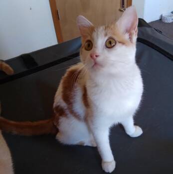 Rescue Domestic Short Hair Cats for Adoption in Owatonna, Minnesota - ASPEN | PetCurious