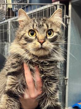 Rescue Domestic Long Hair Cats for Adoption in Peace River, Alberta - Poppy | PetCurious