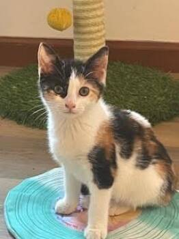 Diamond -  Calico Cat for Adoption in Kenhorst, Pennsylvania - Diamond | PetCurious