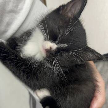 Rescue Domestic Short Hair Cats for Adoption in North Branford, Connecticut - 25-198 Nana | PetCurious