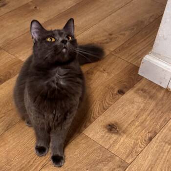 Domestic Medium Hair Cats Available for Adoption in Pleasanton, California - Liberty | PetCurious