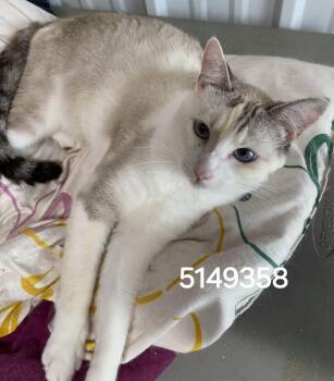 5149358 -  Siamese Cat for Adoption in Lee