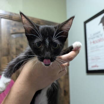 Rescue Domestic Short Hair Cats for Adoption in Chico, California - IRIDESSA | PetCurious