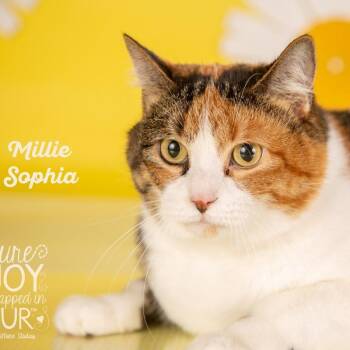 Millie Sophia -  Domestic Short Hair Cat for Adoption in Springfield, Missouri - Millie Sophia | PetCurious