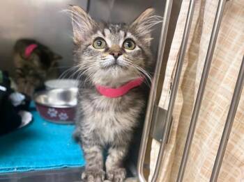 KIMIA -  Domestic Long Hair Cat for Adoption in Fort Wayne, Indiana - KIMIA | PetCurious