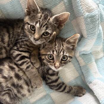 Laverne & Shirley- little sisters, big smiles -  Domestic Short Hair Cat Available for Adoption in Stamford, Connecticut - Laverne & Shirley- Little Sisters, Big Smiles | PetCurious