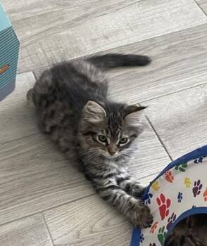 Theo -  Domestic Medium Hair and Domestic Short Hair Cat for Adoption in Visalia, California - Theo | PetCurious