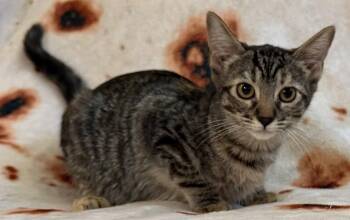 Judy -  Domestic Short Hair Cat for Adoption in Kansas City, Missouri - Judy | PetCurious