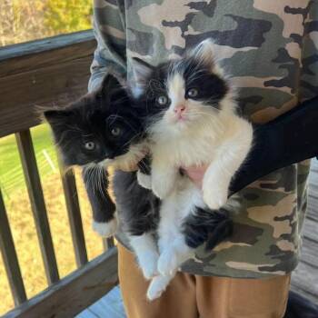 Socks in Spring Grove, PA -  Domestic Long Hair Cat for Adoption - Socks In Spring Grove, PA | PetCurious