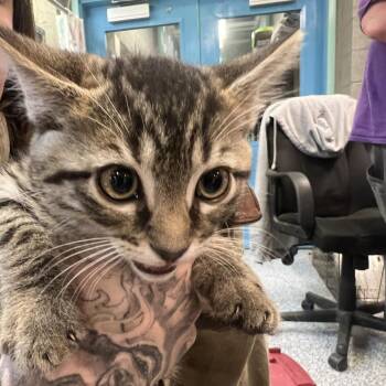Biscuit -  Domestic Short Hair Cat for Adoption in Port Townsend, Washington - Biscuit | PetCurious