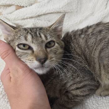 Cariño -  Tabby Cat for Adoption in Wilmington, North Carolina - Cariño | PetCurious