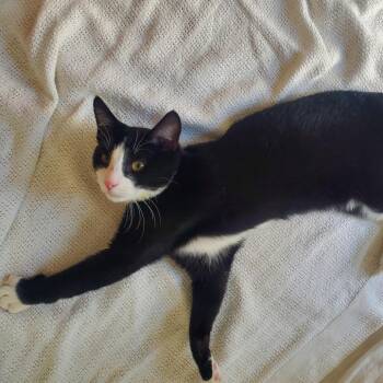 Martin -  Domestic Short Hair Cat for Adoption in Evanston, Illinois - Martin | PetCurious