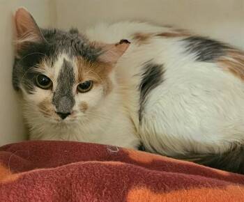 Domestic Short Hair Cats Available for Adoption - MENG MING | PetCurious