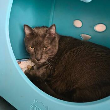 Percy -  Russian Blue Cat for Adoption in Spokane, Washington - Percy | PetCurious
