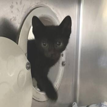 Cicada 1 -  Domestic Short Hair Cat for Adoption in Baltimore, Maryland - Cicada 1 | PetCurious