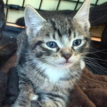 Kobe -  Domestic Short Hair Cat for Adoption in Melrose, Florida - Kobe | PetCurious