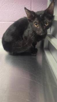 61355426 -  Domestic Medium Hair Cat for Adoption in El Paso, Texas - 61355426 | PetCurious