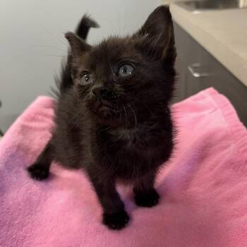 Gucci -  Domestic Short Hair Cat for Adoption in Oak Park, Illinois - Gucci | PetCurious