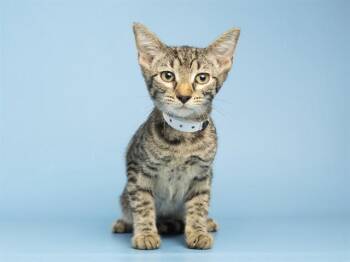 SCHLOTZKA -  Domestic Short Hair Cat for Adoption in Phoenix, Arizona - SCHLOTZKA | PetCurious