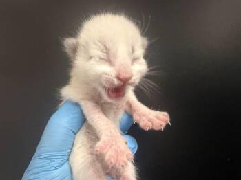 Domestic Short Hair Cats Available for Adoption in San Bernardino, California - DARRYL | PetCurious