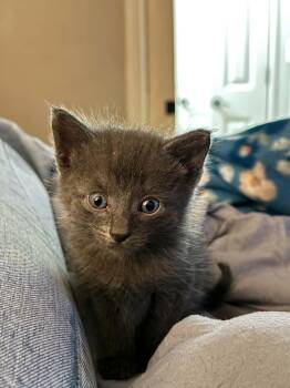 Steel -  Domestic Short Hair Cat for Adoption in Conroe, Texas - Steel | PetCurious