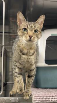 Lug nut -  Domestic Short Hair Cat for Adoption in Montville, New Jersey - Lug Nut | PetCurious