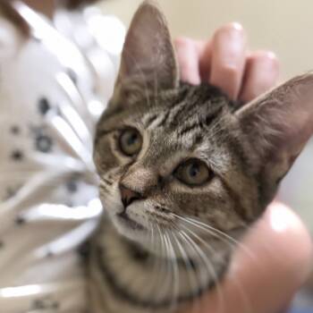 Rescue Domestic Short Hair Cats for Adoption in Portage, Michigan - Gardenia | PetCurious