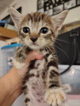 Dusty -  Domestic Short Hair and Bengal Cat for Adoption in New Braunfels, Texas - Dusty | PetCurious