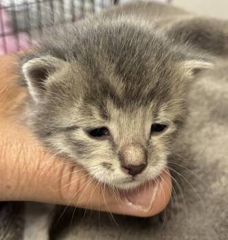 *Barnacle* -  Domestic Short Hair Cat Available for Adoption in Salt Lake City, Utah - *Barnacle* | PetCurious