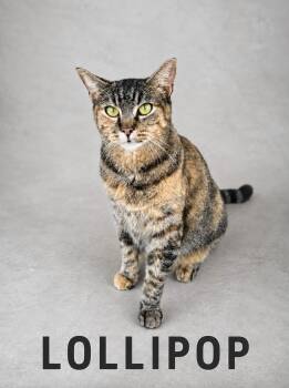 Lollipop -  Domestic Short Hair Cat for Adoption in Lucas, Texas - Lollipop | PetCurious