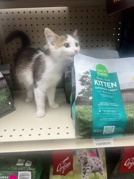 Windy -  Domestic Short Hair Cat for Adoption in Blanchard, Oklahoma - Windy | PetCurious