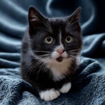 Fudge -  American Shorthair Cat for Adoption in Oceanside, New York - Fudge | PetCurious