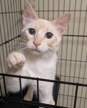 Chimichanga -  Domestic Short Hair Cat for Adoption in Dalton, Georgia - Chimichanga | PetCurious