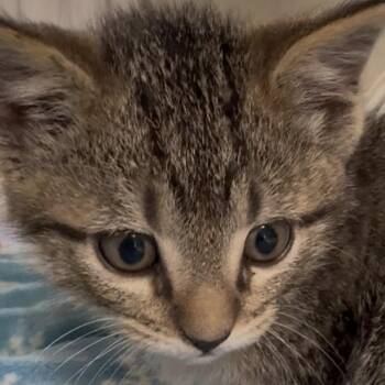 Domestic Short Hair Cats Available for Adoption - Puddin | PetCurious