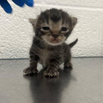 Evaris E1 -  Domestic Short Hair Cat Available for Adoption in Leander, Texas - Evaris E1 | PetCurious
