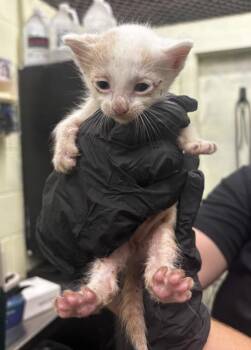 Merimas -  Domestic Short Hair Cat for Adoption in Rockport, Texas - Merimas | PetCurious