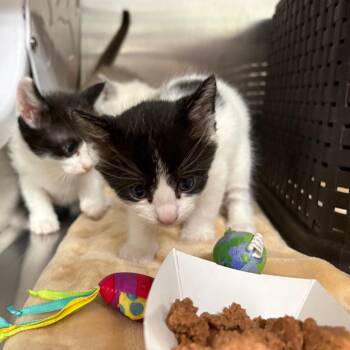 Classic Roast Beef -  Domestic Short Hair Cat for Adoption in Spokane, Washington - Classic Roast Beef | PetCurious