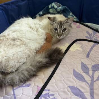 Crystal -  Ragdoll Cat for Adoption in Ferndale, Washington - Crystal | PetCurious
