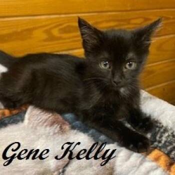 Gene Kelly -  Domestic Short Hair Cat for Adoption in Southern Pines, North Carolina - Gene Kelly | PetCurious