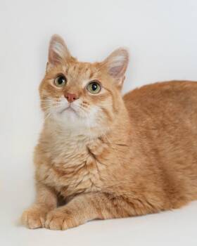 Gerry -  Domestic Short Hair Cat for Adoption in Boone, Iowa - Gerry | PetCurious