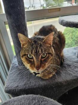 Rescue Domestic Short Hair Cats for Adoption in Great Falls, Montana - Miles | PetCurious