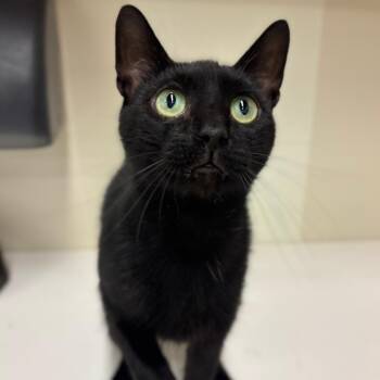 Daraby -  Domestic Short Hair Cat for Adoption in Woodbury, New Jersey - Daraby | PetCurious