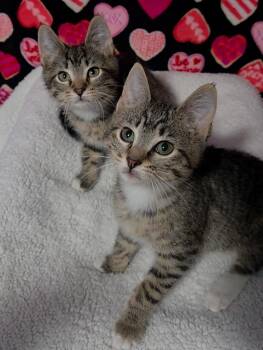 Domestic Medium Hair Cats Available for Adoption - Flannel | PetCurious