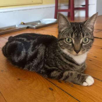 Emerald -  Domestic Short Hair Cat Available for Adoption in Waltham, Massachusetts - Emerald | PetCurious