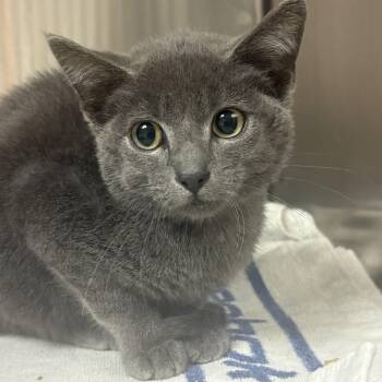 Smokey -  Domestic Short Hair Cat for Adoption in Lake Tapwingo, Missouri - Smokey | PetCurious