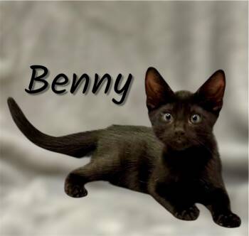 Benny -  Domestic Short Hair Cat for Adoption in Auburn, California - Benny | PetCurious